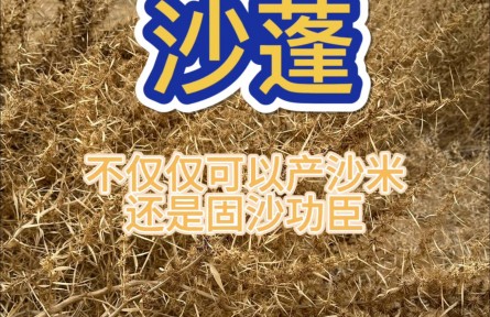 沙蓬，治理荒漠的好帮手，实地体验防风固沙的效果