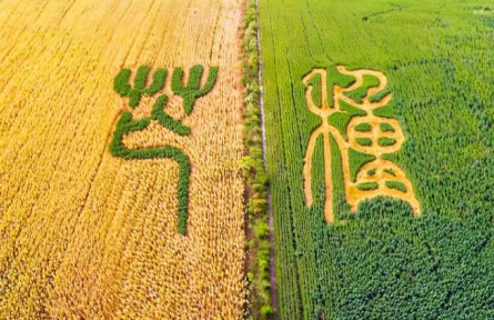 芒种：左手收麦浪，右手种希望