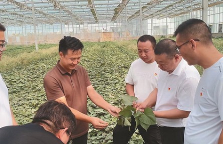 选调生何腾：做一根“红薯藤”，去听土地的心跳