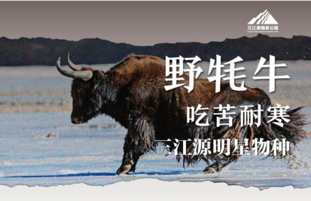 走近三江源|三江源明星物种：吃苦耐寒——野牦牛