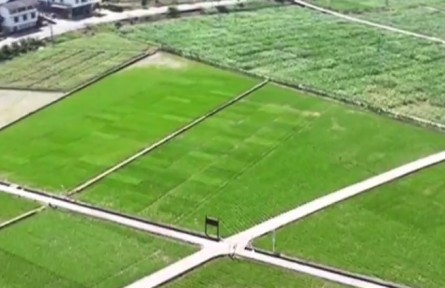 重庆：科技助力夏收夏种 筑牢农业丰收基础