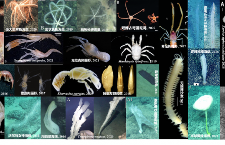 我国发布全球首个深海海山数字化智能系统