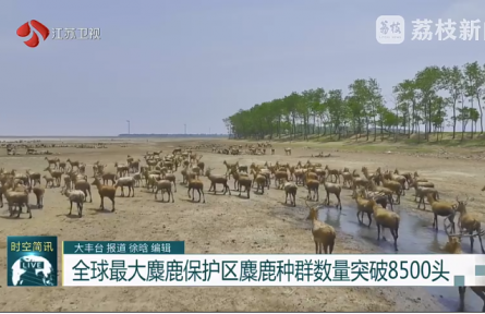 全球最大麋鹿保护区麋鹿种群数量突破8500头