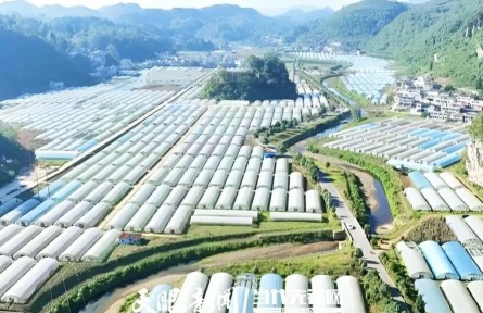 贵州毕节：蔬菜一年能卖170亿元