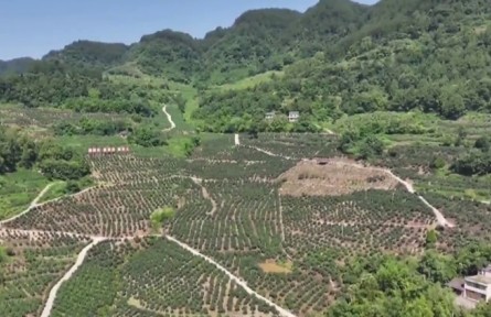 重庆：做强特色产业 赋能乡村振兴