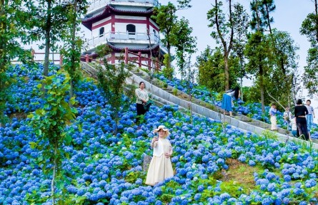 湖北大冶：荒山变花海 “三产融合”绘共富图景
