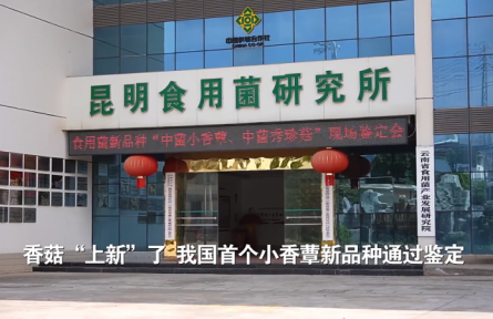 香菇“上新”了！我國(guó)首個(gè)小香蕈新品種通過(guò)鑒定