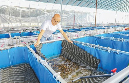 湖北仙桃：工厂化养殖重塑黄鳝产业格局