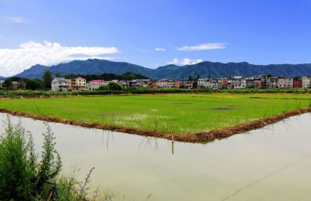 湖北阳新：“稻虾鳝”共舞 “一田三收”绘就生态富民画卷