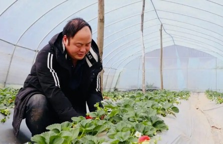 博士种草莓 高管养肉牛！贵州“新农人”将现代科技引入传统农业