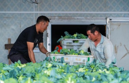 宁夏固原原州区：这里的蔬菜保鲜库为何空荡荡