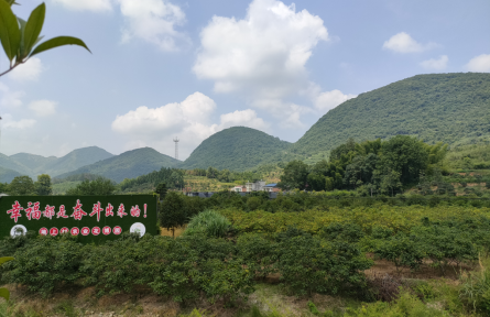 湖北阳新坳上村：“红绿金橙”模式续写全国文明村振兴答卷