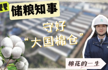 走进中央储备棉库：见证棉花如何被精心守护