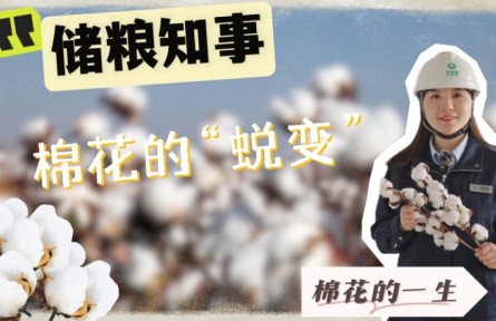 棉花的“压缩”人生：从棉桃到棉包