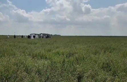 宁夏科研新突破：苜蓿切叶蜂技术破解草种业“卡脖子”难题