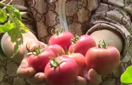 黑龙江：盛夏瓜果香 特色增收忙