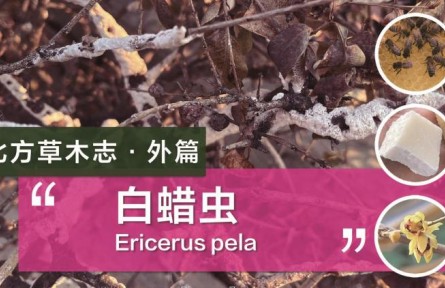 除了蜜蜂，这种虫子的分泌物也可以制作蜡烛！