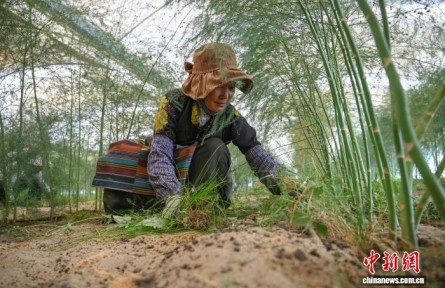 辉煌60载 魅力新西藏|西藏扎囊县戈壁滩涂变绿洲 瓜果飘香富民增收