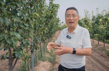 一颗酥梨的“振兴密码”——看陕西蒲城如何书写特色产业答卷