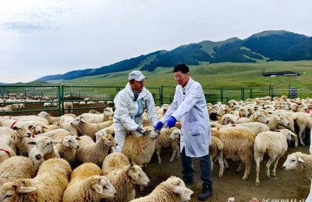 新疆改良超50万只哈萨克羊
