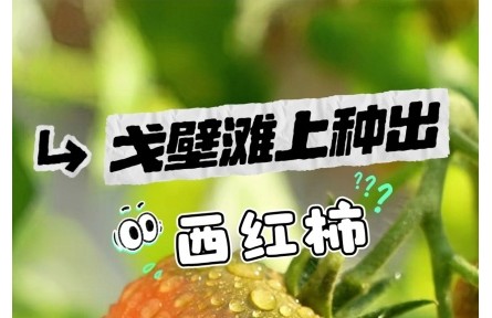 戈壁滩上种出西红柿