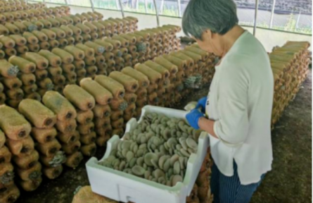 品牌手记类 ②：历山之麓“醉氧香菇”探秘录