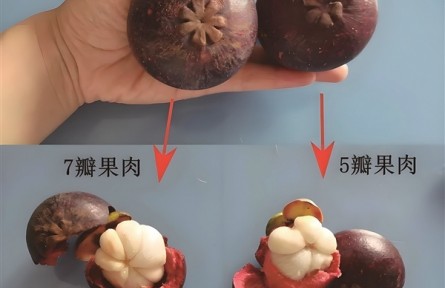 山竹果肉上的“神秘黄渍”能吃吗