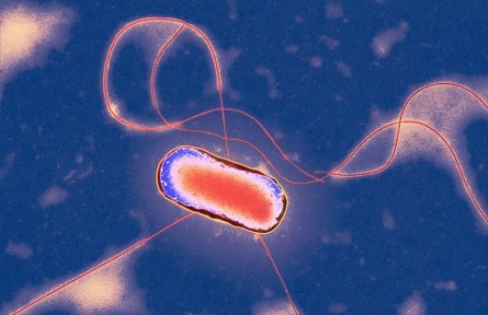 科技名词|原核生物 prokaryote