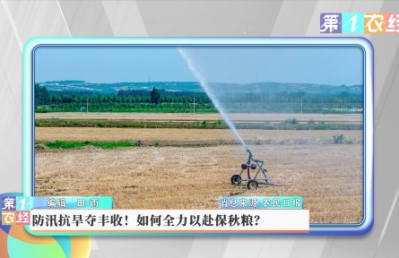 防汛抗旱夺丰收！如何全力以赴保秋粮？
