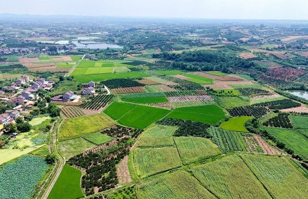 湖北宜昌夷陵区：高标准农田改造 赋能乡村振兴