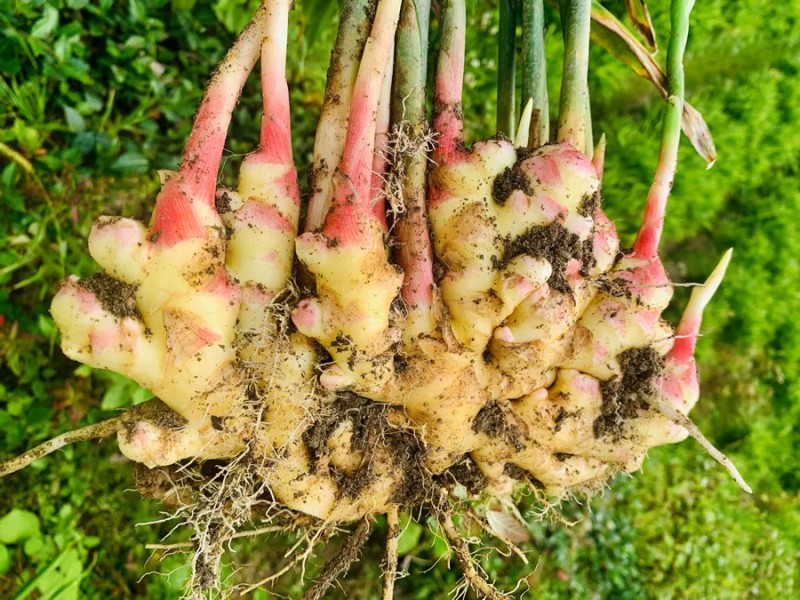 小黄姜 (Fresh Young Ginger)