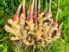 小黄姜 (Fresh Young Ginger)