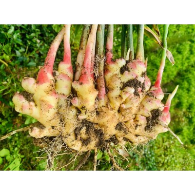 小黄姜 (Fresh Young Ginger)