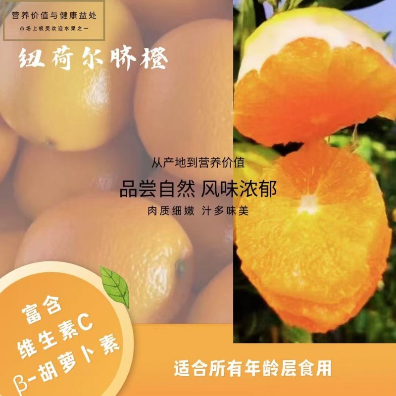纽荷尔脐橙 (Newhall Navel Orange)