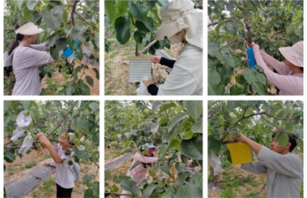 品牌手记⑨：走进隰县梨园：玉露香梨的技术与故事——公费农科生的见闻
