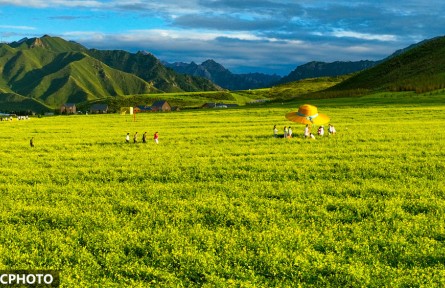 甘肃民乐：油菜花海引客来
