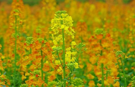 安徽望江：油菜花海披彩妆