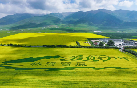 青海门源：油菜花开正盛时