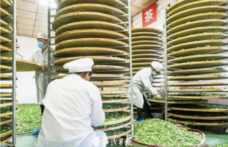 品牌智库建议③：“安泽连翘”蝶变“致富金豆豆”