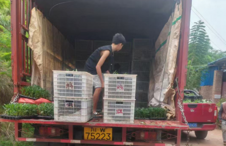 驻村“丰”景丨人参果里品增收“三味”