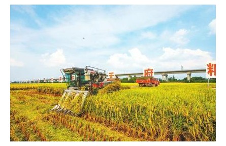 四川“天府粮仓”添新粮 蜀乡丰景收获忙