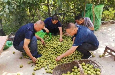 湖北保康：35万亩核桃喜迎丰收 综合产值破6亿元