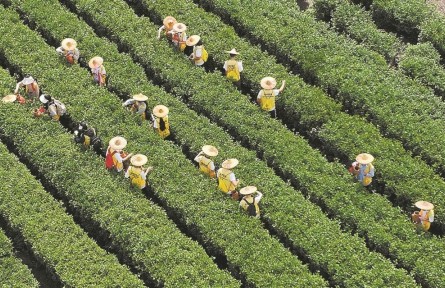 福建泉州安溪：以茶为媒筑商街 书写产业融合新答卷