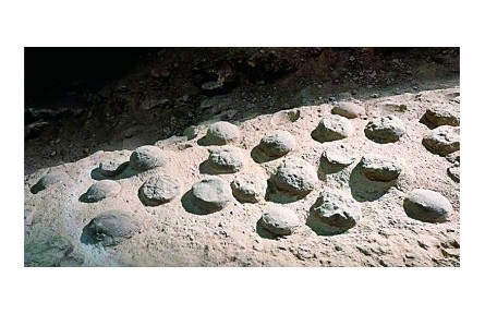 8600万年前！最大恐龙蛋化石群年代谜题被破解