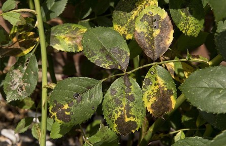 科技名词|植物病害 plant disease