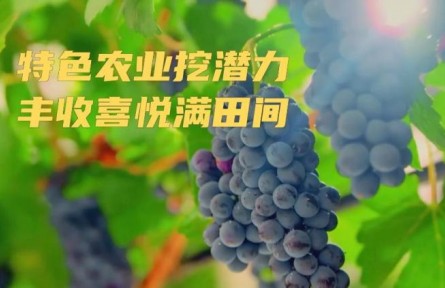 特色农业挖潜力 丰收喜悦满田间
