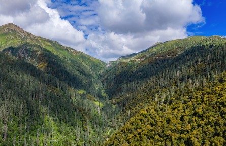 科技名词|森林线 forest line，forest limit