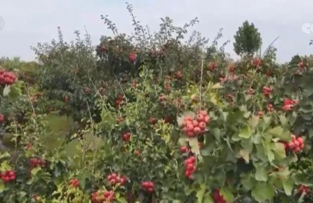山楂红、苹果甜、紫菜鲜 看金秋中国丰收图景