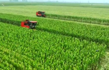 河北：密植良技创高产 师徒再破“吨粮”关