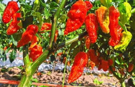 云南大理剑川:辣椒满枝促增收 特色产业助振兴